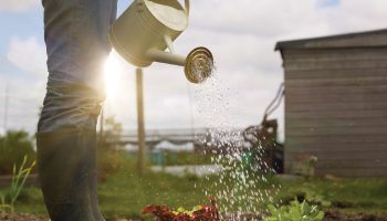 90 % af danske gartnere begår denne fejl i juni: hvad sker der med din hindbær, hvis du ikke gør dette i dag?