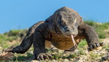 Han er uovervindelig: et krybdyr med knogler i skjoldet og gift i munden