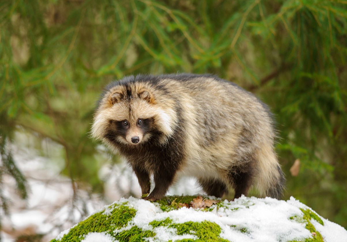 Fluffy dansk skadedyr: sådan slipper du af med vaskebjørnhunde i din have