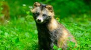 Fluffy dansk skadedyr: sådan slipper du af med vaskebjørnhunde i din have