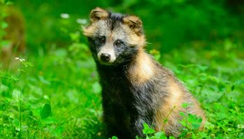 Fluffy dansk skadedyr: sådan slipper du af med vaskebjørnhunde i din have