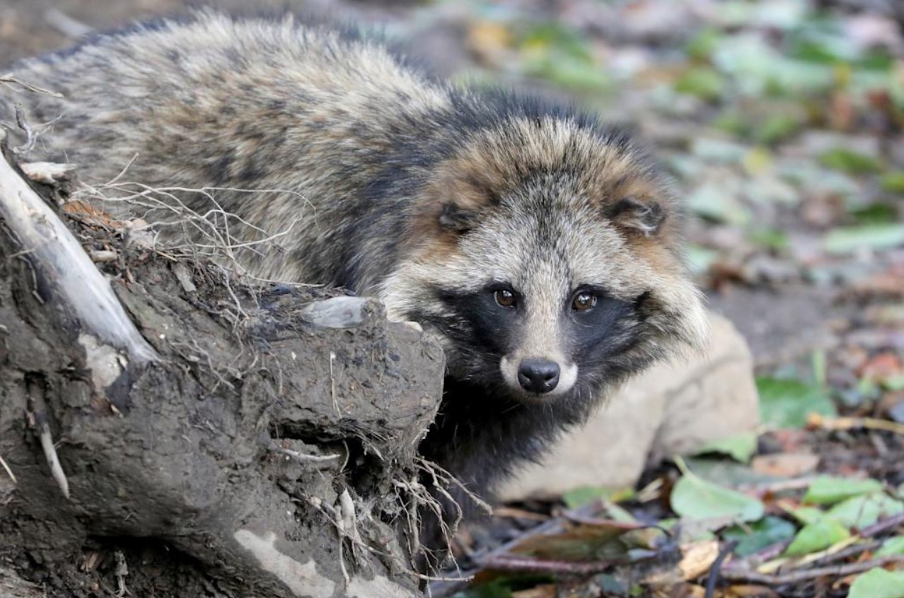 Fluffy dansk skadedyr: sådan slipper du af med vaskebjørnhunde i din have