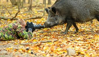 Har du mødt en vildsvin i skoven? Her er hvad du under ingen omstændigheder må gøre