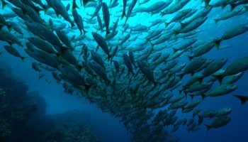 Har havdyr også brug for 'vildtbroer'?