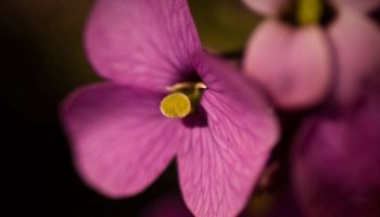 Helvedeplante: en blomst, der kan ødelægge hele haven og grunden – bag skønheden gemmer sig en fjende