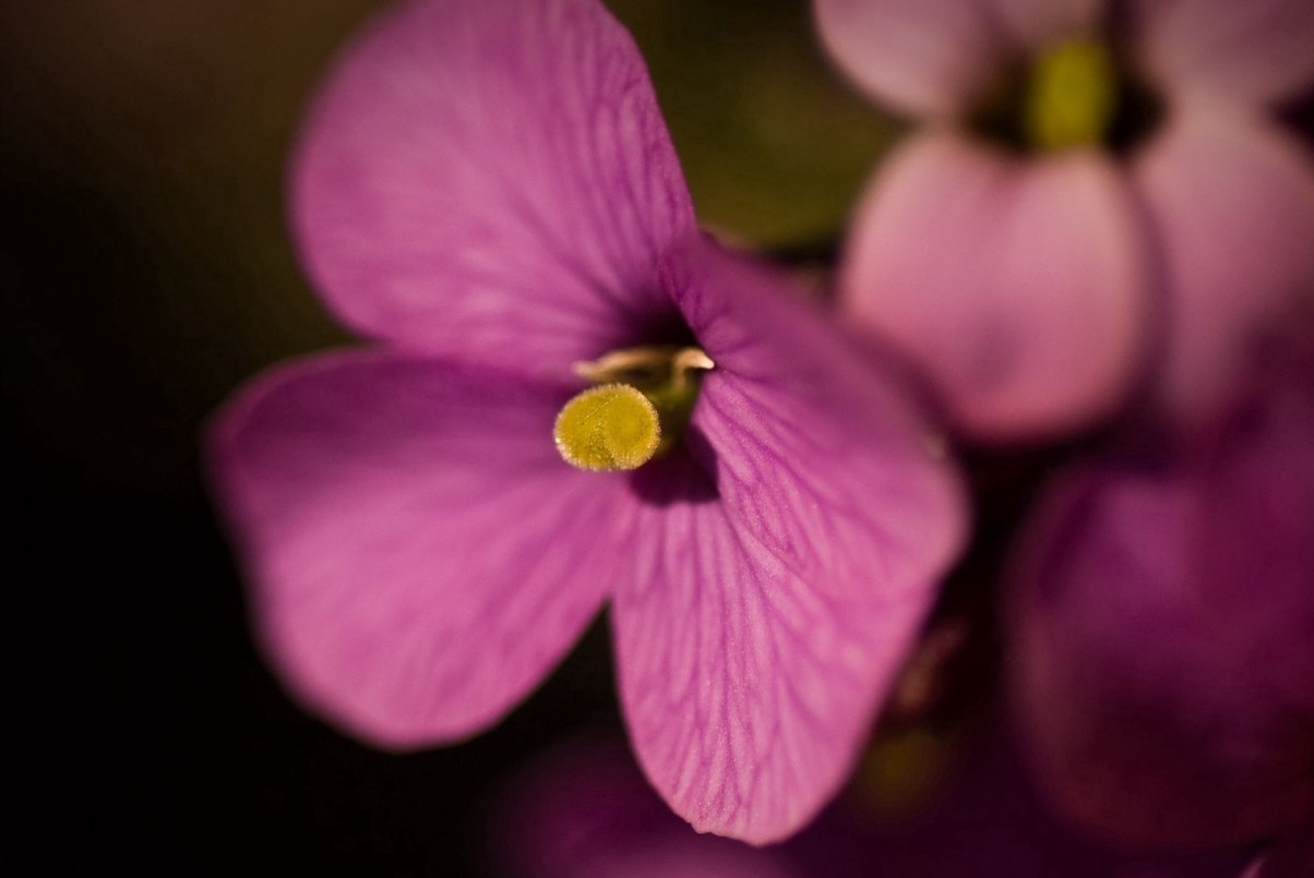 Helvedeplante: en blomst, der kan ødelægge hele haven og grunden – bag skønheden gemmer sig en fjende