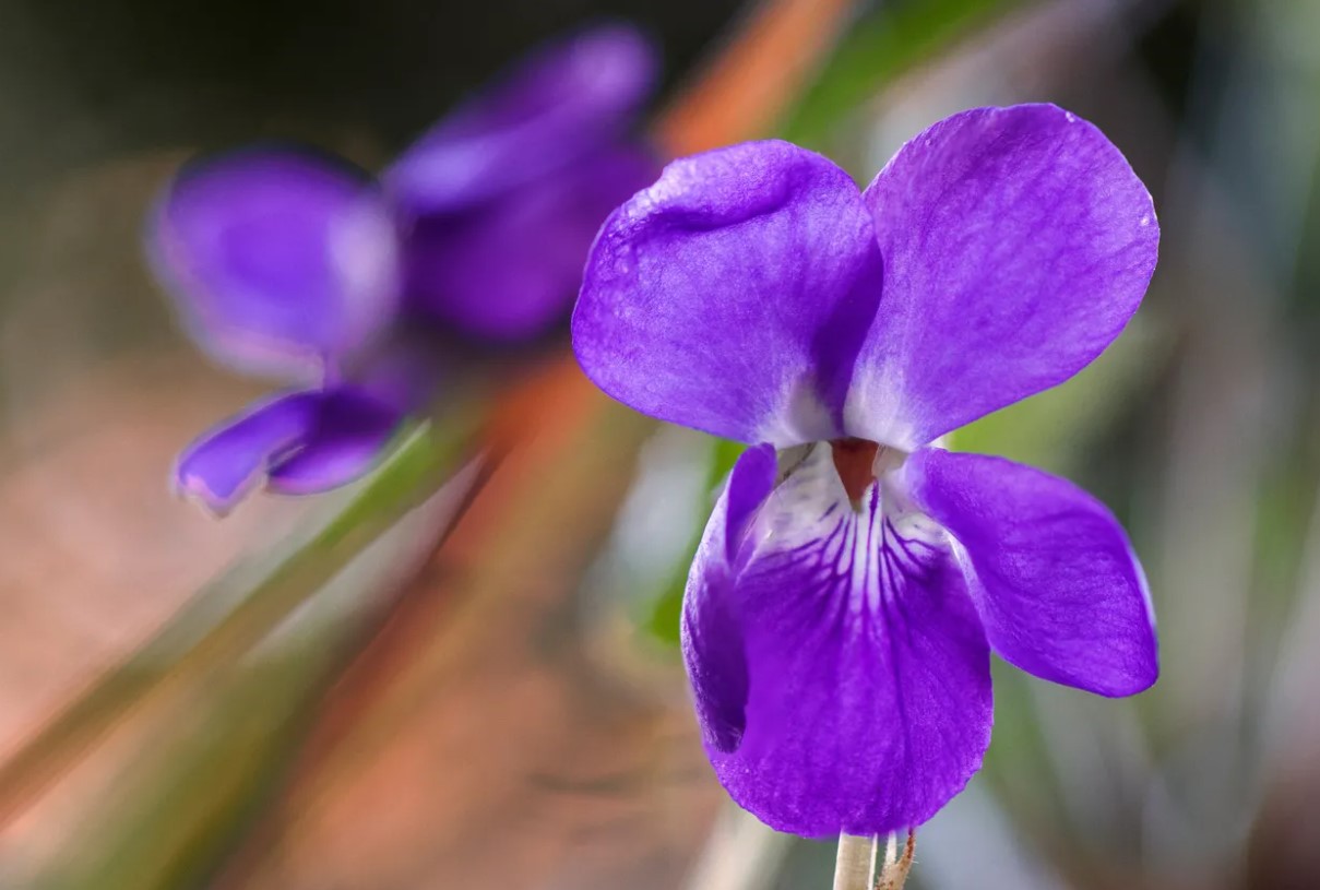 Helvedeplante: en blomst, der kan ødelægge hele haven og grunden – bag skønheden gemmer sig en fjende