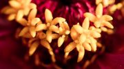 Sådan fjerner du visne blomster fra zinnias for større og lysere blomster hele sommeren