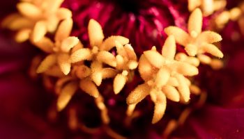 Sådan fjerner du visne blomster fra zinnias for større og lysere blomster hele sommeren