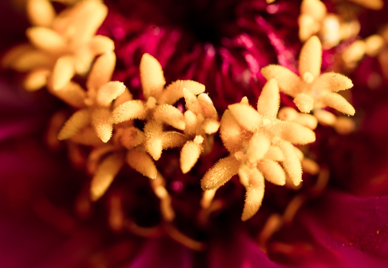 Sådan fjerner du visne blomster fra zinnias for større og lysere blomster hele sommeren