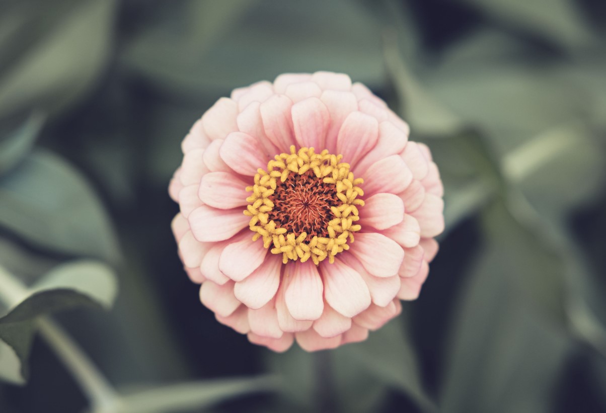 Sådan fjerner du visne blomster fra zinnias for større og lysere blomster hele sommeren