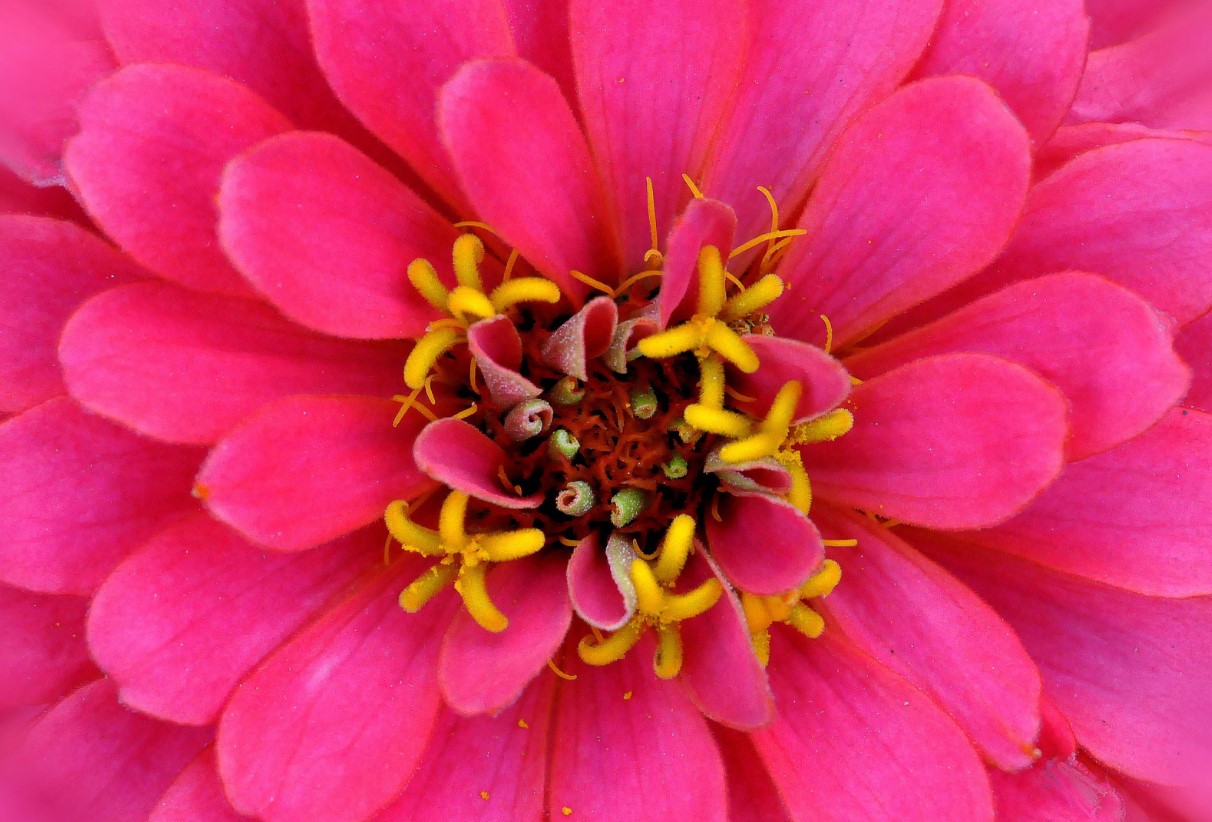 Sådan fjerner du visne blomster fra zinnias for større og lysere blomster hele sommeren