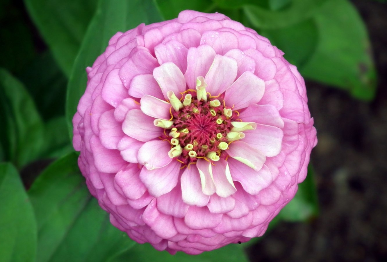 Sådan fjerner du visne blomster fra zinnias for større og lysere blomster hele sommeren
