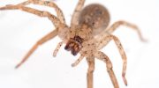 Zoropsis spinimana