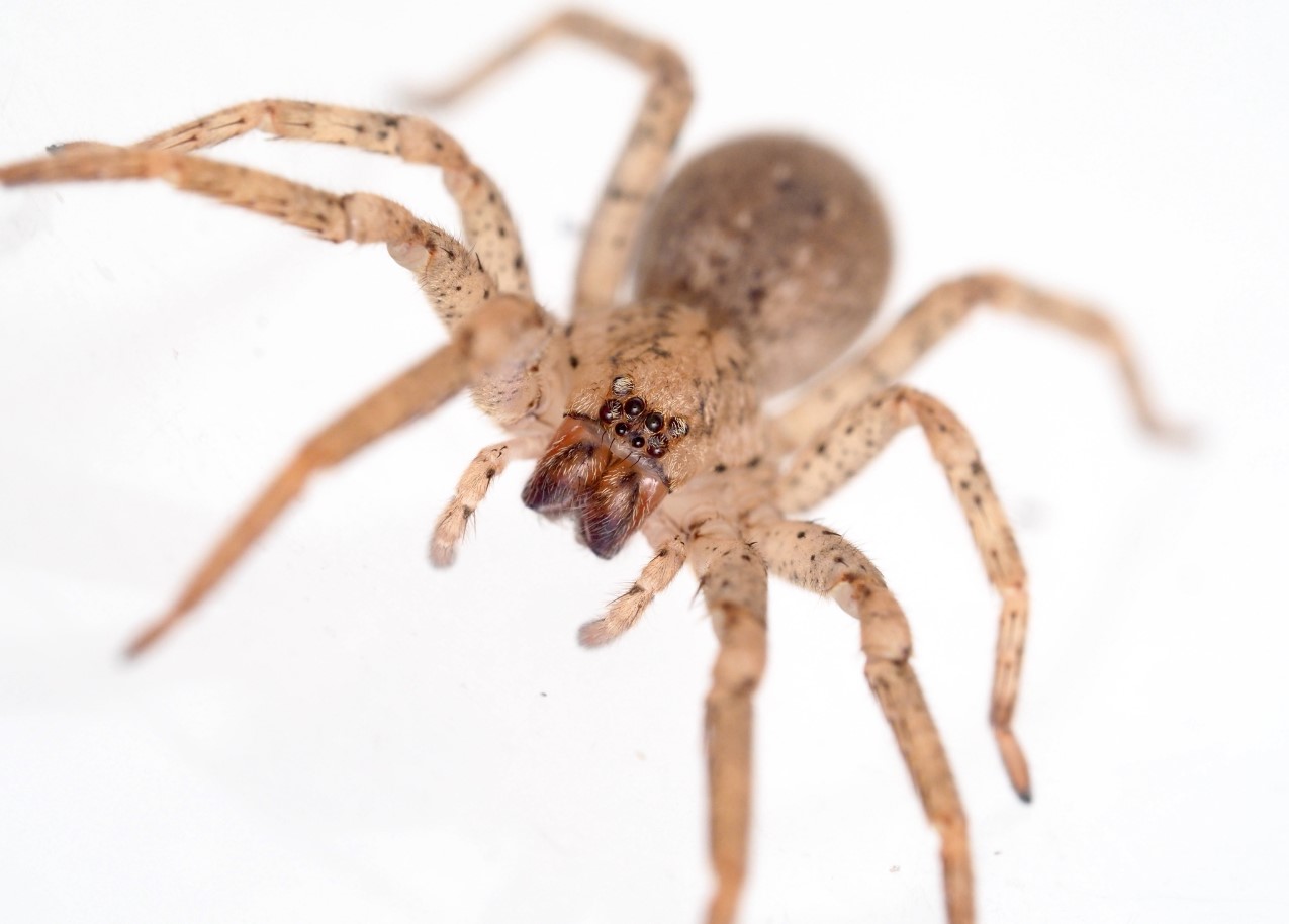 Zoropsis spinimana