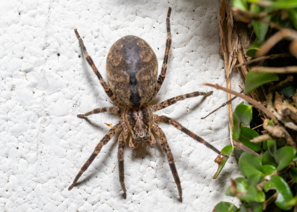 Zoropsis spinimana