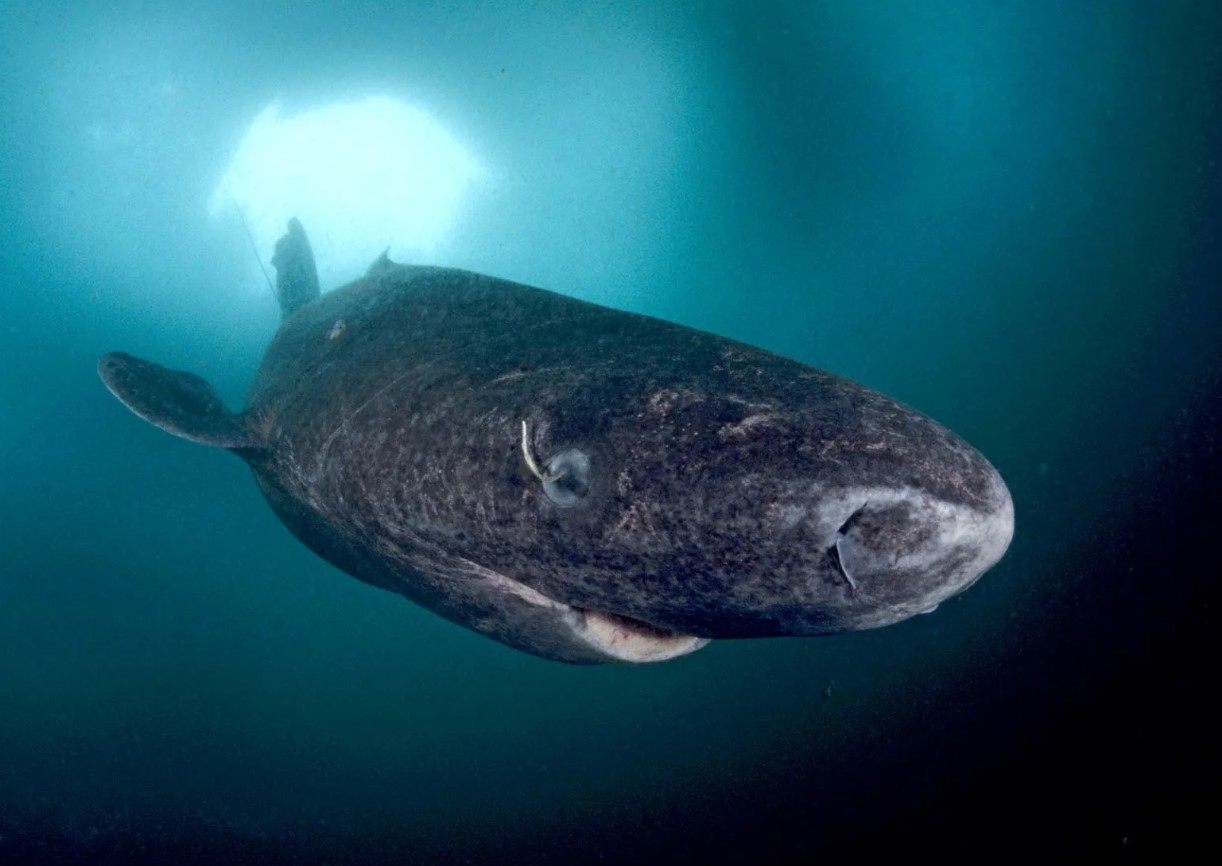 Hvilket dyr lever længst? Nej, det er ikke en skildpadde eller en hval.