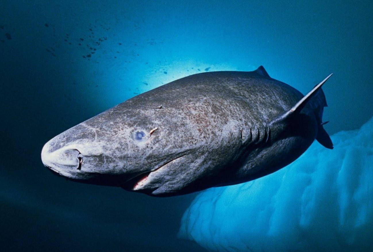 Hvilket dyr lever længst? Nej, det er ikke en skildpadde eller en hval.
