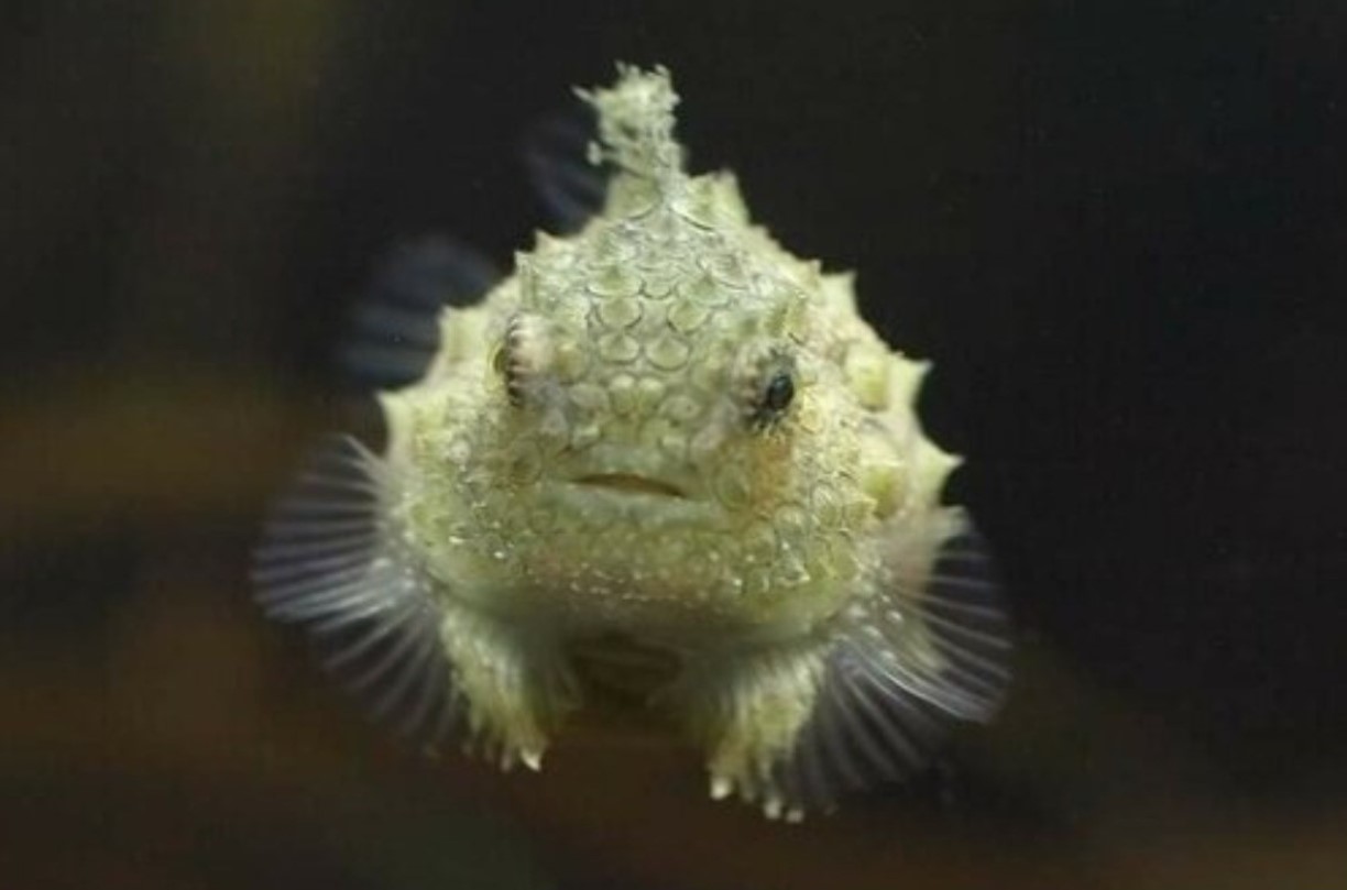 Stikkende pinagor: en mærkelig fisk med en sugekop, der ligner mennesketænder