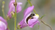 Snapdragon vil blomstre frodigt hele sommeren: sådan skal den plejes korrekt