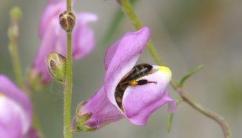 Snapdragon vil blomstre frodigt hele sommeren: sådan skal den plejes korrekt