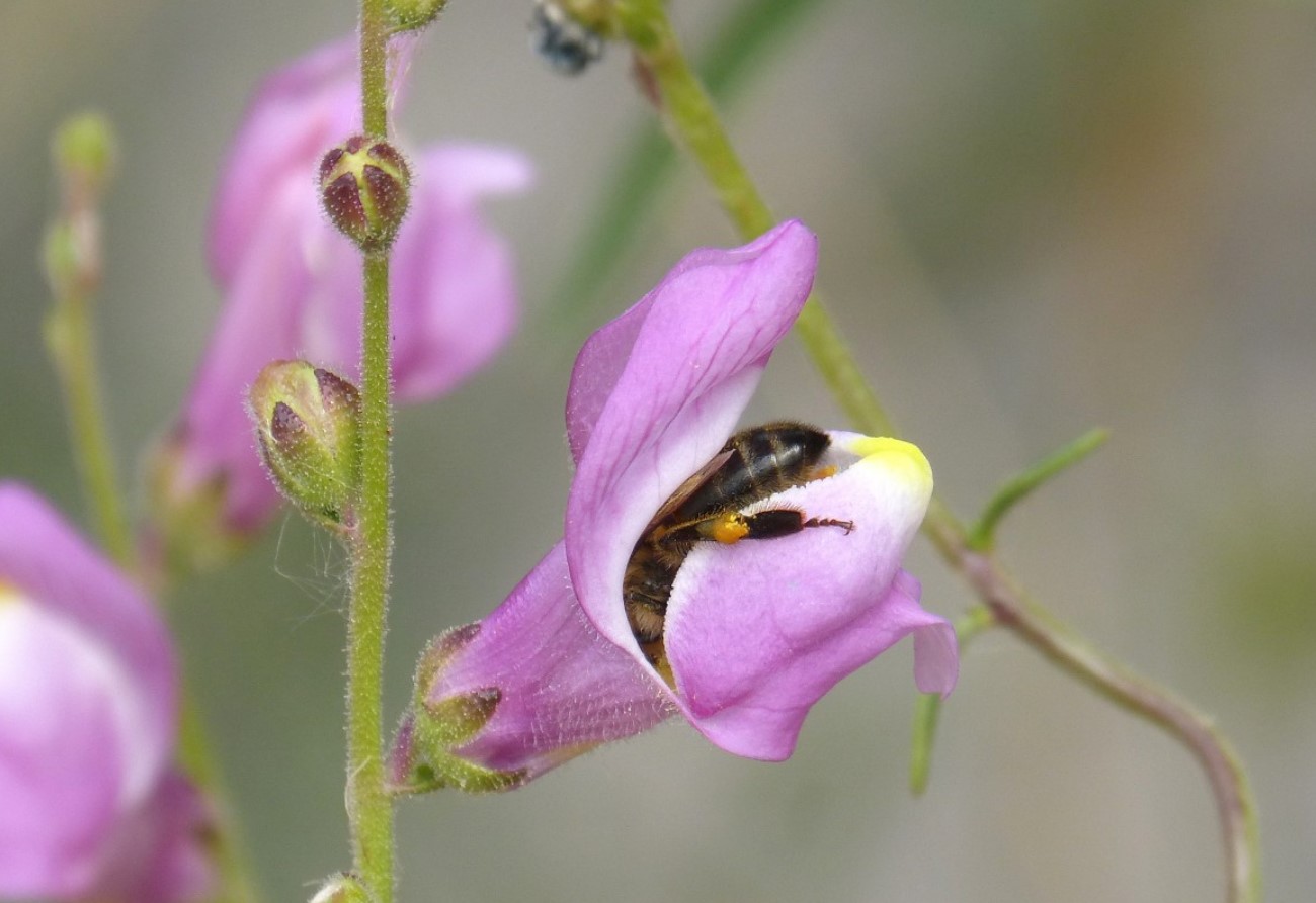 Snapdragon vil blomstre frodigt hele sommeren: sådan skal den plejes korrekt