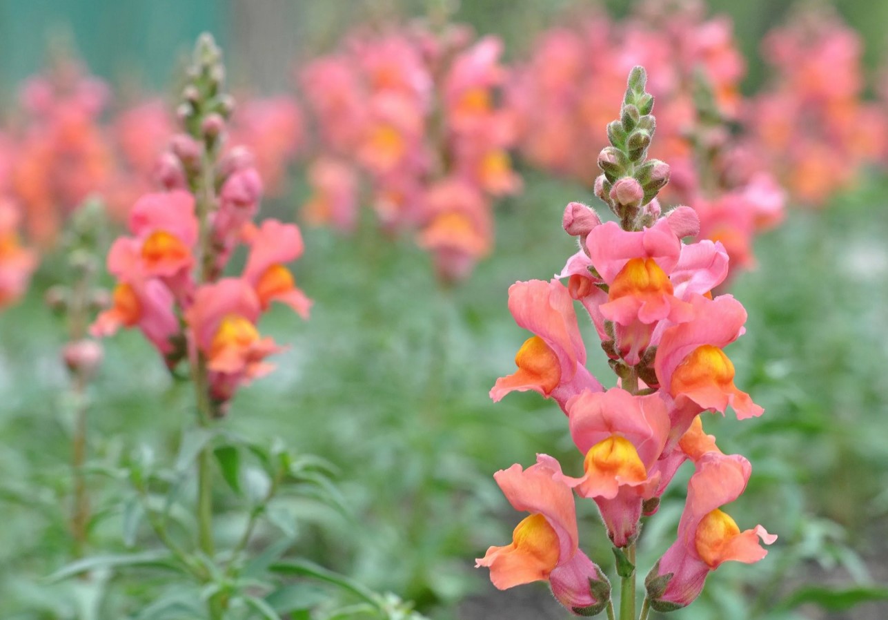 Snapdragon vil blomstre frodigt hele sommeren: sådan skal den plejes korrekt