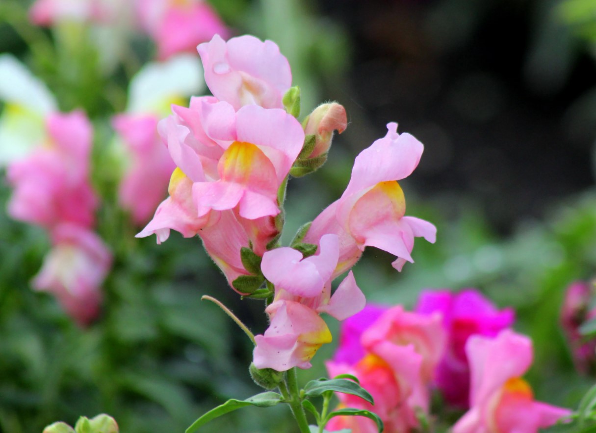 Snapdragon vil blomstre frodigt hele sommeren: sådan skal den plejes korrekt