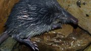 En håret elefant, der vejer som et æble: mød Europas mest mystiske dyr