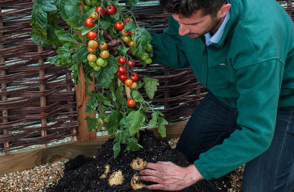 Tomoffel: plant selv denne krydsning mellem tomat og kartoffel