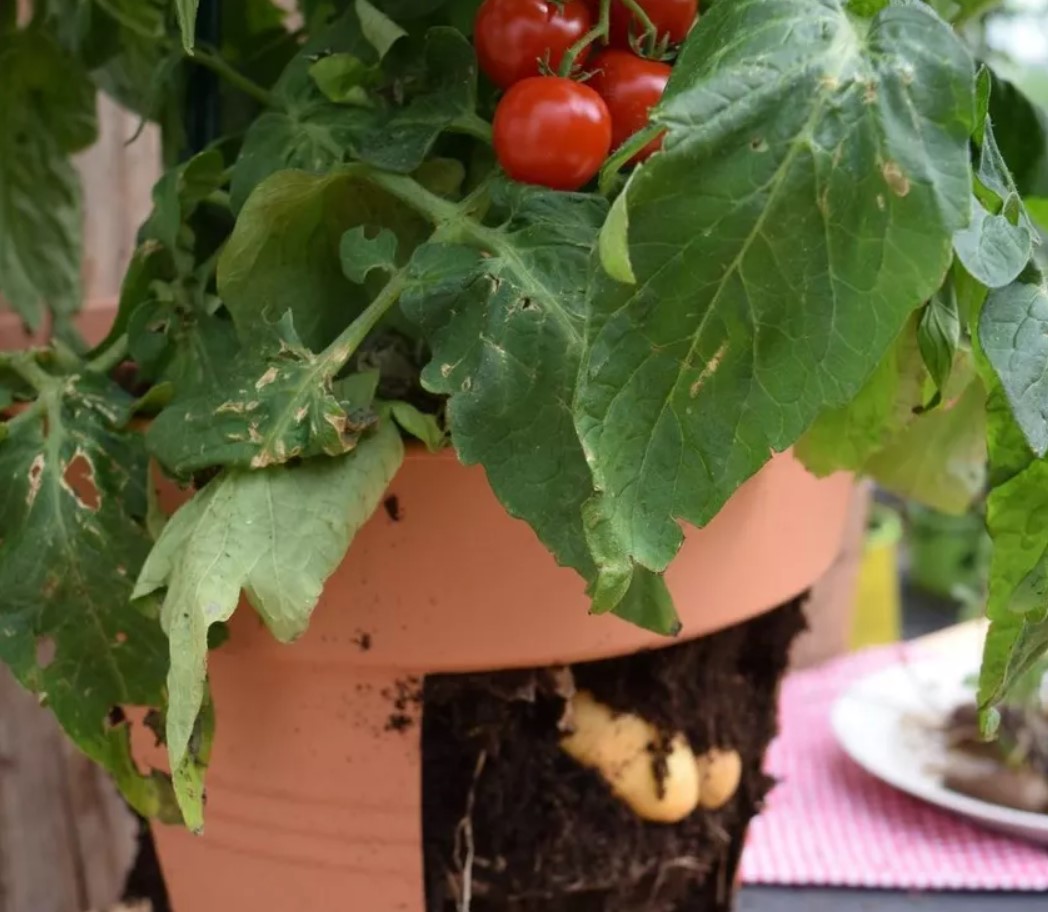 Tomoffel: plant selv denne krydsning mellem tomat og kartoffel