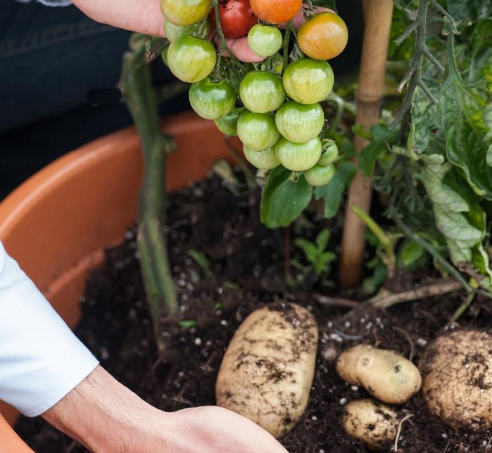 Tomoffel: plant selv denne krydsning mellem tomat og kartoffel