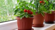 Tomoffel: plant selv denne krydsning mellem tomat og kartoffel