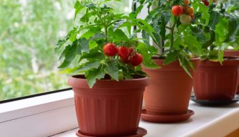 Tomoffel: plant selv denne krydsning mellem tomat og kartoffel