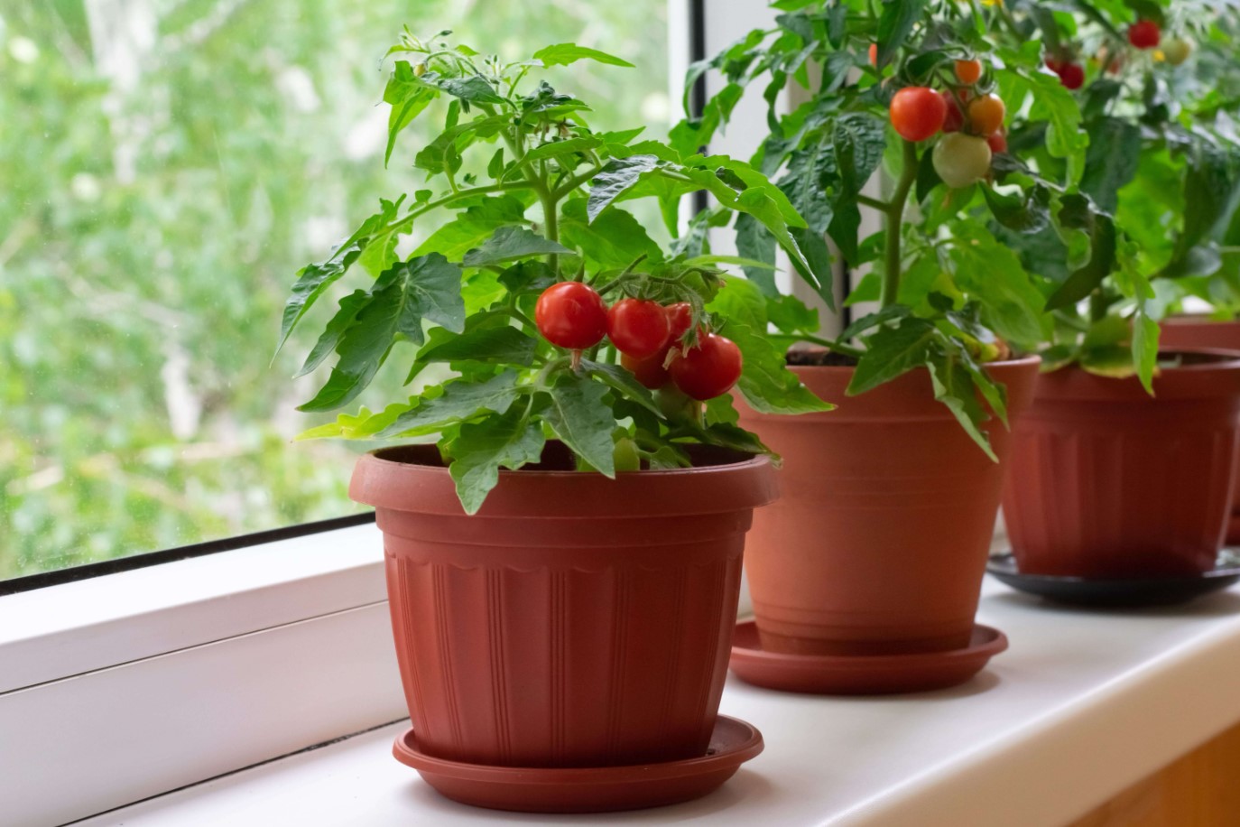 Tomoffel: plant selv denne krydsning mellem tomat og kartoffel