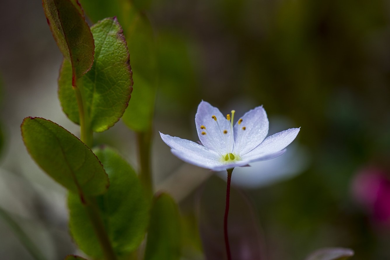 Blomster-indtrængere: hvordan de kan ødelægge din perfekte have