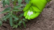 For at tomaterne ikke taber deres blomster i varmen: jeg blander 3 ingredienser efter en gammel metode — hele klasen bliver drysset med blandingen