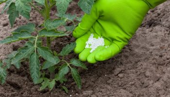 For at tomaterne ikke taber deres blomster i varmen: jeg blander 3 ingredienser efter en gammel metode — hele klasen bliver drysset med blandingen