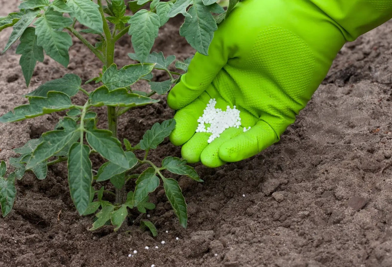 For at tomaterne ikke taber deres blomster i varmen: jeg blander 3 ingredienser efter en gammel metode — hele klasen bliver drysset med blandingen