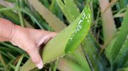 Lifehack: hvordan man får planter til at slå rod med aloe