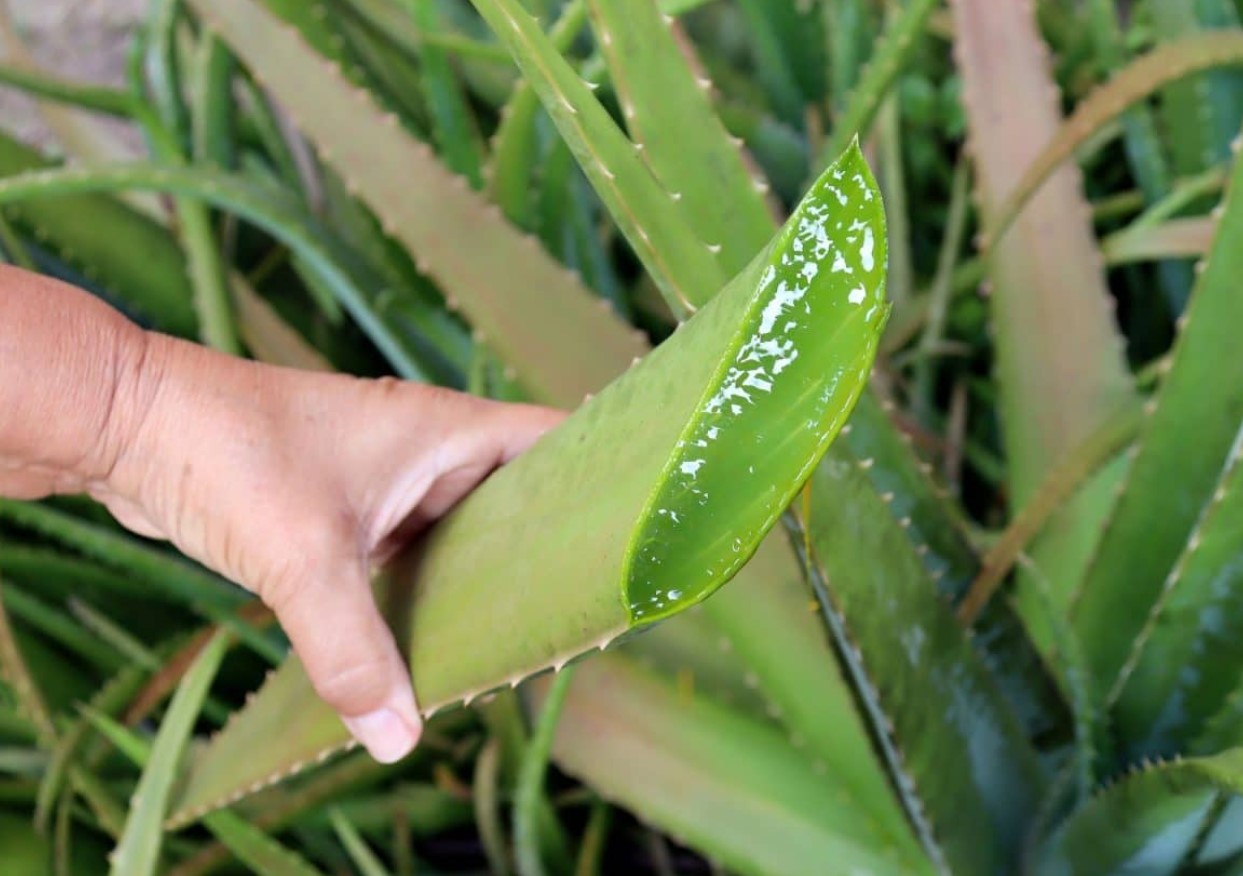 Lifehack: hvordan man får planter til at slå rod med aloe