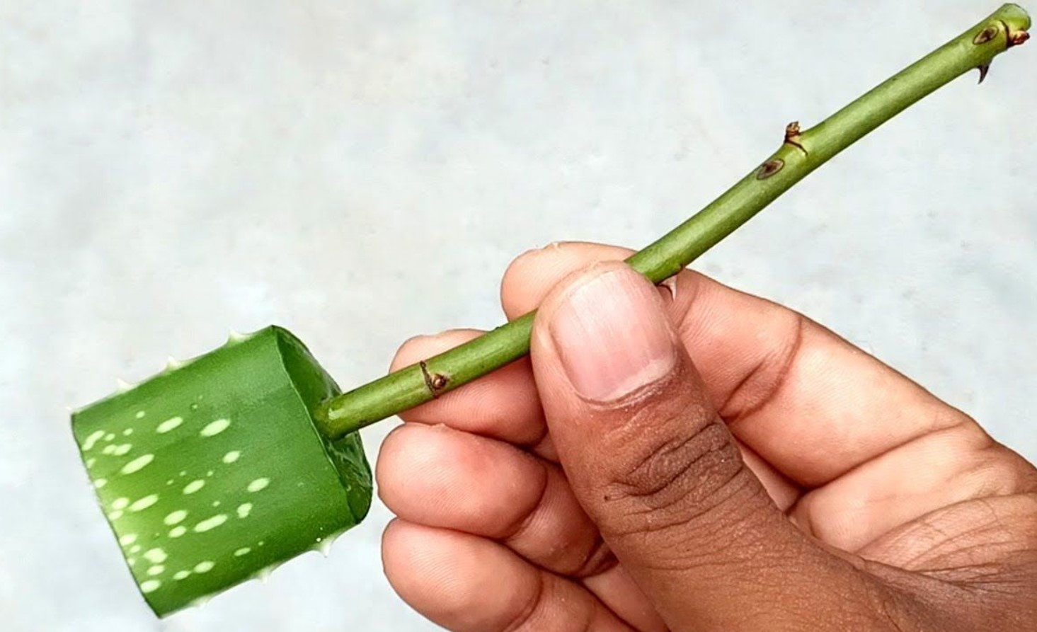 Lifehack: hvordan man får planter til at slå rod med aloe