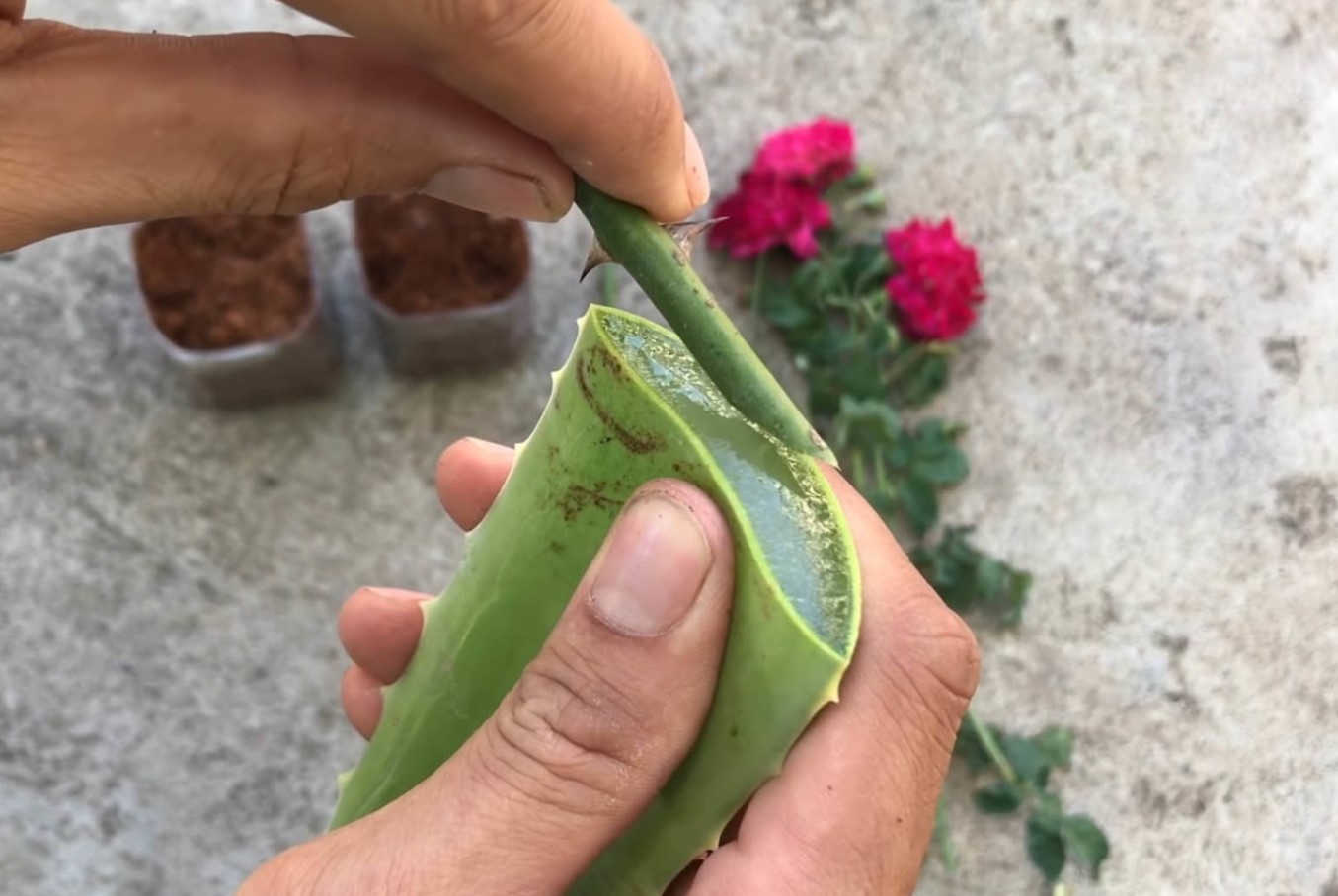 Lifehack: hvordan man får planter til at slå rod med aloe