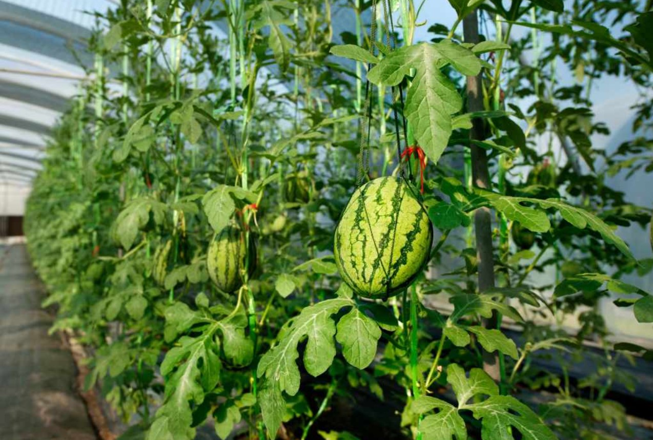 Gik du glip af april og maj? Det er ikke noget problem! Sådan planter du vandmeloner i juni i et drivhus