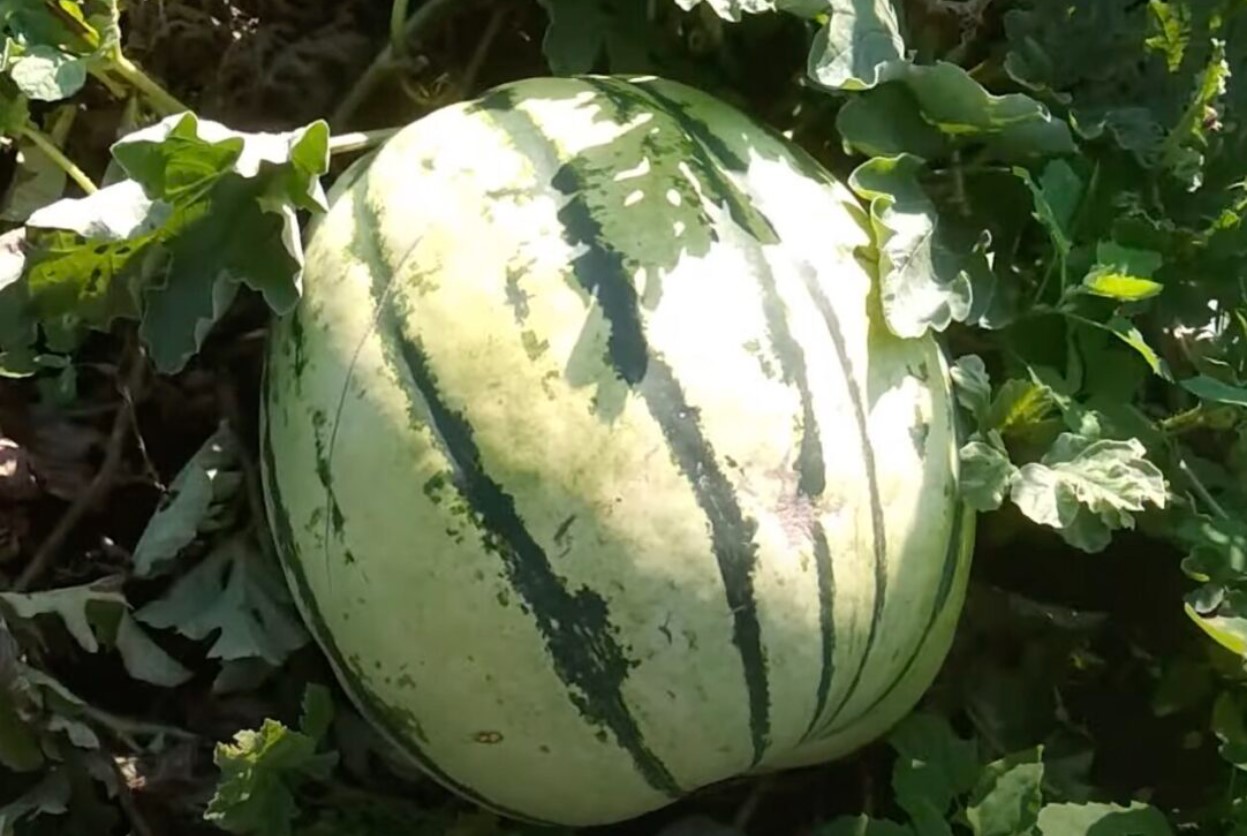 Gik du glip af april og maj? Det er ikke noget problem! Sådan planter du vandmeloner i juni i et drivhus