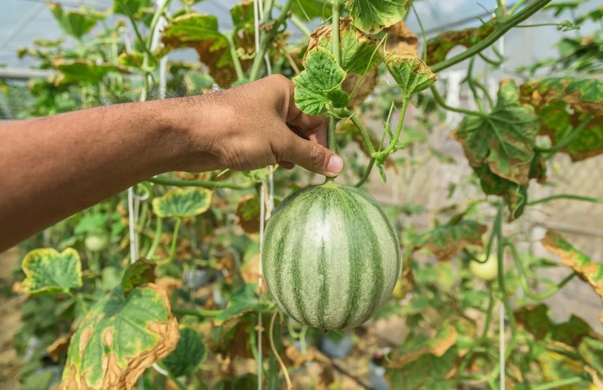 Gik du glip af april og maj? Det er ikke noget problem! Sådan planter du vandmeloner i juni i et drivhus