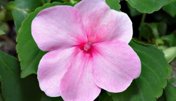 Hvilke blomster skal man plante i juni: de tåler varme og vil blomstre flot allerede i år