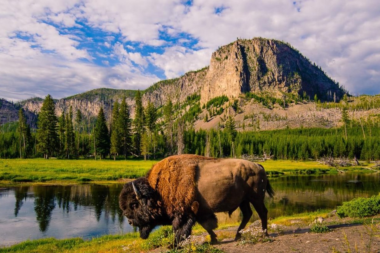 Øjenvidner i chok: varm fælde i Yellowstone – ingen havde forventet dette