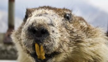 En million bævere erobrer Eurasien: til gavn eller til skade?