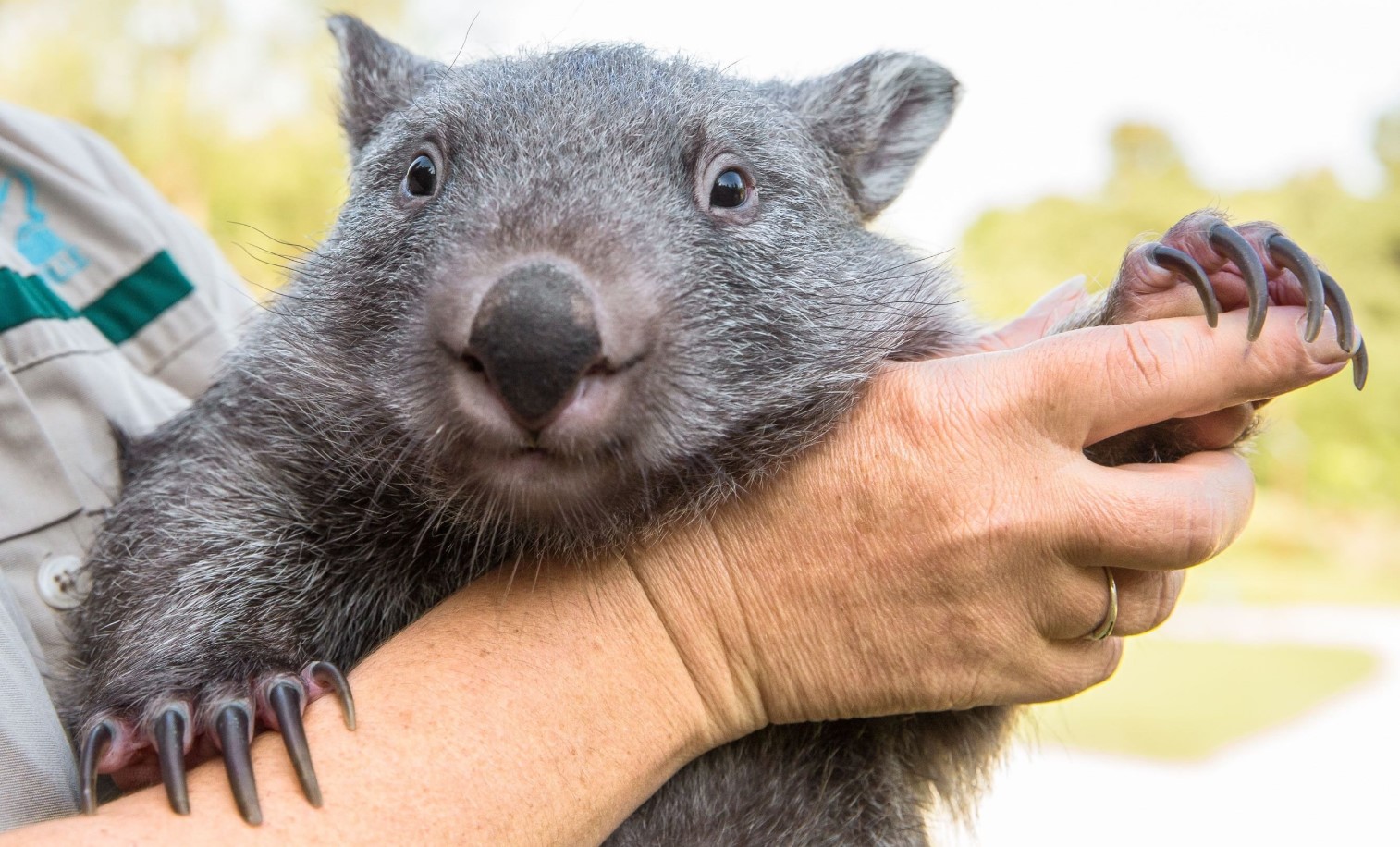 Wombat – det modbydelige menneskes totemdyr